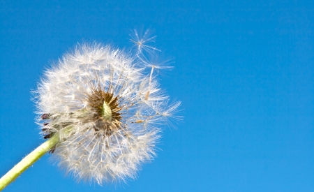 The wind blows away the petals of a dandelion on the background of the blue sky の写真素材