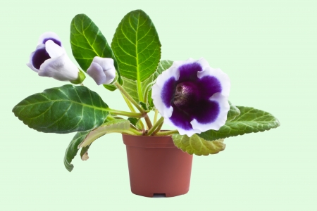 Gloxinia の写真素材
