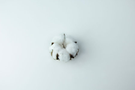 Cotton soft plant on white background