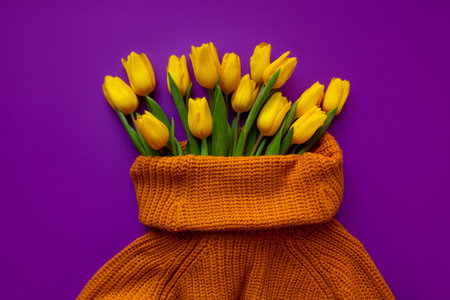Fresh yellow tulips in Woman sweater on purple backgroundの写真素材