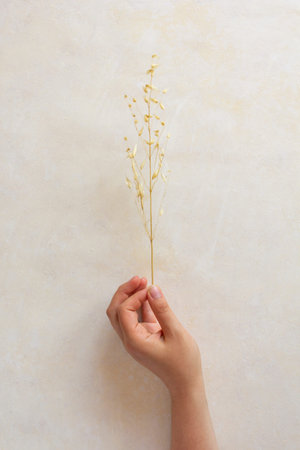 dried flowers on beige background, top view.