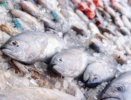 Fresh fish in the marketの写真素材