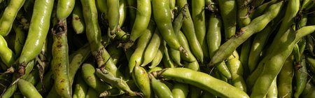Green fava beans food background