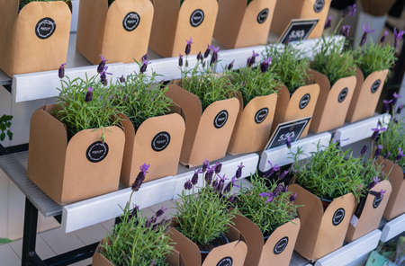 PORTO, PORTUGAL - 04.04.2022: Flower market with Fresh lavender in flower potsのeditorial素材