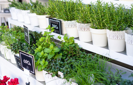 PORTO, PORTUGAL - 04.04.2022: Flower market with Fresh herbs in flower potsのeditorial素材