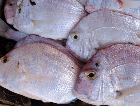 Fresh fish in the market