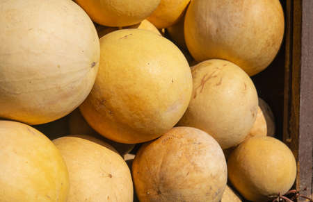 Dry Calabash as gifts for sale on the market of Egyptの写真素材
