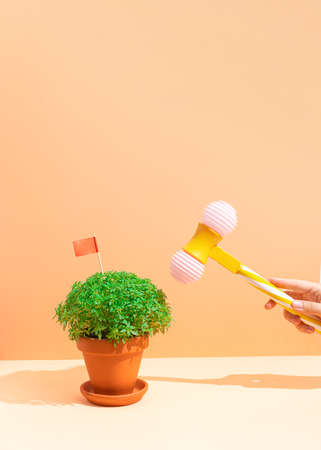 manjerico plant and toy hammer in handの写真素材