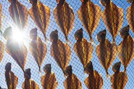 Fish drying on the beach in Nazareの写真素材