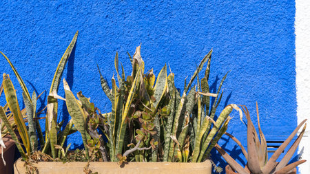 pots with cactuses against blue wallの写真素材