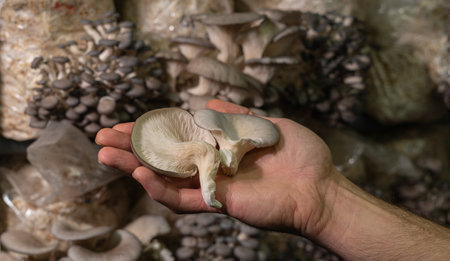 Fresh oyster mushrooms in farmers hand.の写真素材