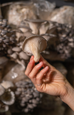 Fresh oyster mushroom in womans hand.の写真素材