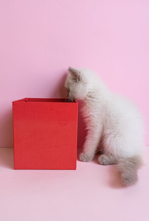 Funny White kitten looking inside a red boxの写真素材