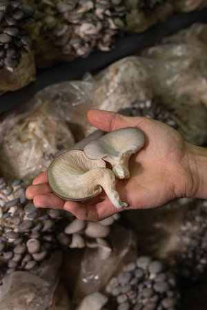 Fresh oyster mushrooms in farmers hand.の写真素材