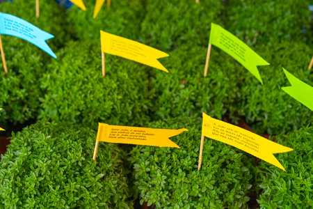 Lot of Manjerico plants top viewの写真素材