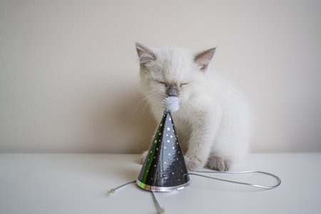 White Scottish kitten with birthday hatの写真素材