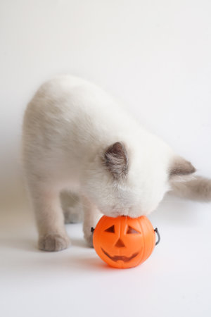 White kitten looking into Halloween bucketの写真素材