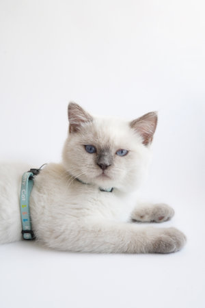 Cat in a turquoise harness on a white background.の写真素材
