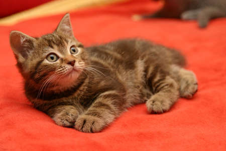 British Shorthair kittenの写真素材