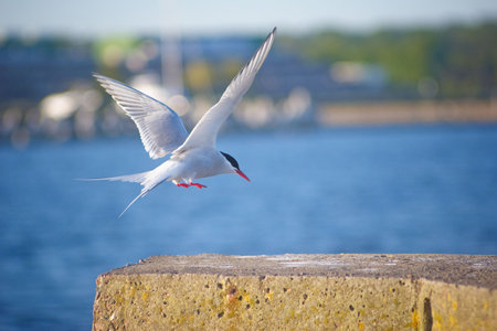 River Tern