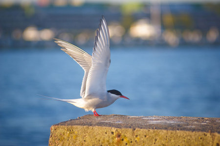 Tern