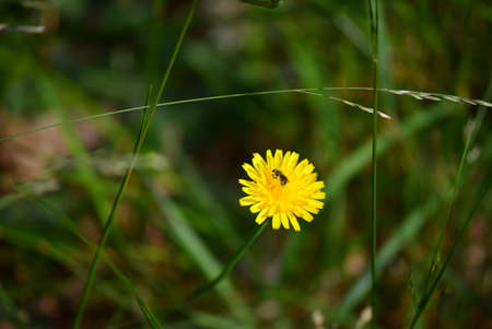 Bee on dandy lion flower spreading pollen.の写真素材