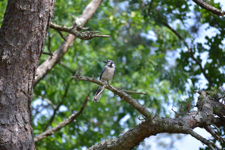 Blue Jay bird sitting on a branch in a tree.の写真素材
