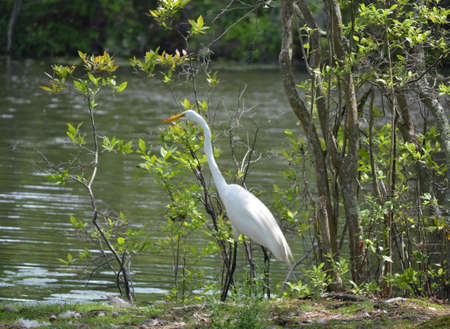 A great white heron by the water looking for his next meal.の写真素材