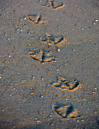A path of seagull tracks in the sand. Anchors away.の写真素材