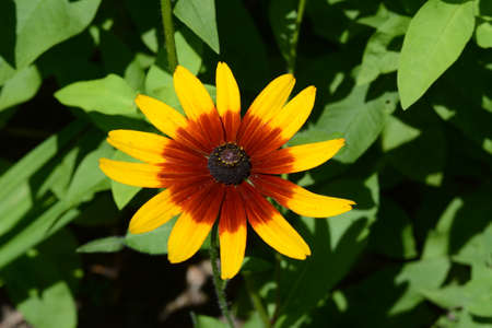 A Yellow and Red Flowerの写真素材