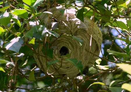 A Bee Hiveの写真素材