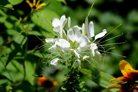 Unusual White Plantの写真素材