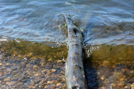 Driftwood Tree On Shoreline With Water Washing Over Itの写真素材