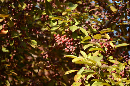 Cherry Tree