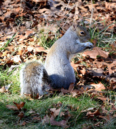 Squirrel Eating Acornsの写真素材
