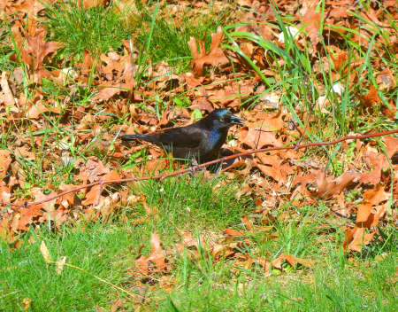 Black Birdの写真素材