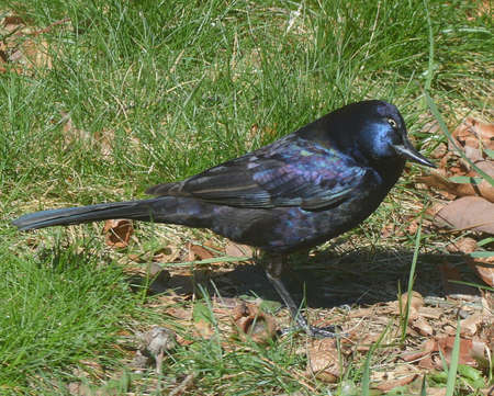 Black Bird with Purple Shineの写真素材