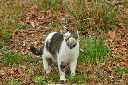 Black and White Catの写真素材