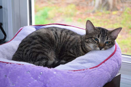 Cat in bedの写真素材