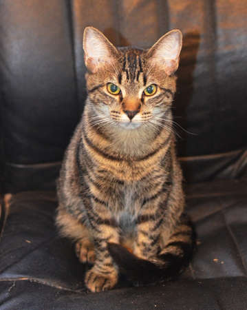 Cat in a Chairの写真素材