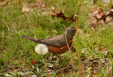Robin Gathering Nesting Materialの写真素材
