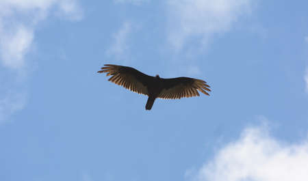 Hawk looking for foodの写真素材