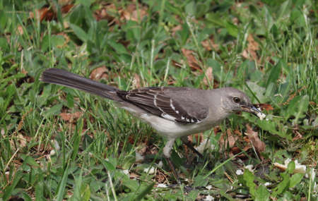 Gray Birdの写真素材