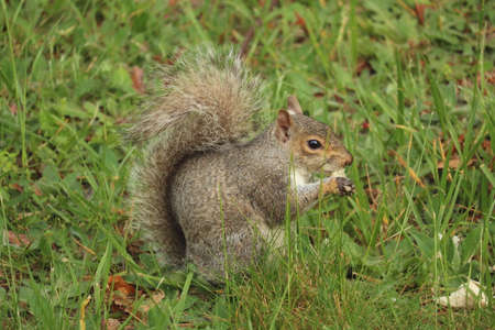 Squirrel eatingの写真素材