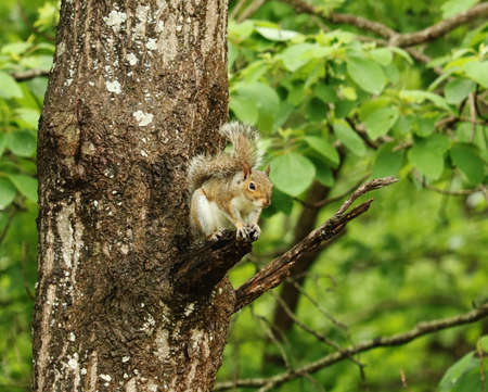 Squirrel in Treeの写真素材