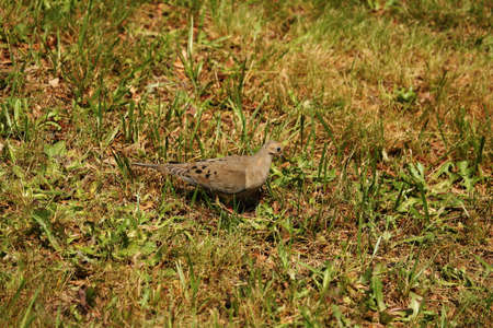 A Dove searching for food.の写真素材