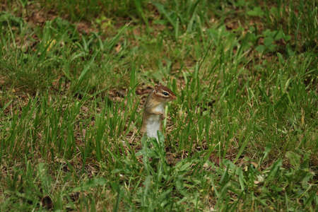 A little Chipmunk looking aroundの写真素材