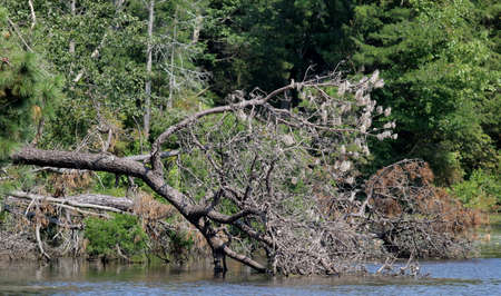 Pine Tree in Waterの写真素材