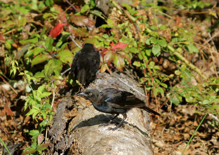 Blackbird with a purple shine.の写真素材