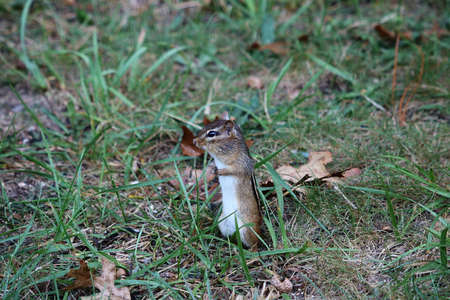 Chipmunk looking for food.の写真素材